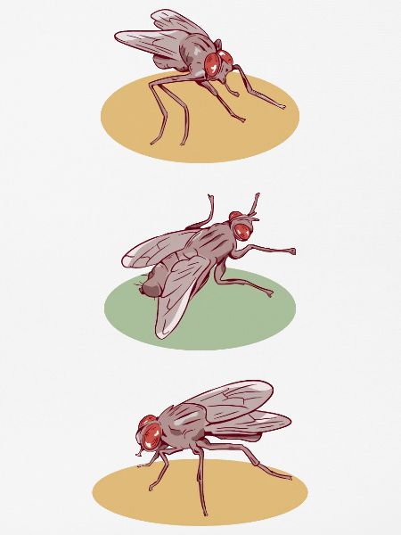 Fliegenmuster Stubenfliegen