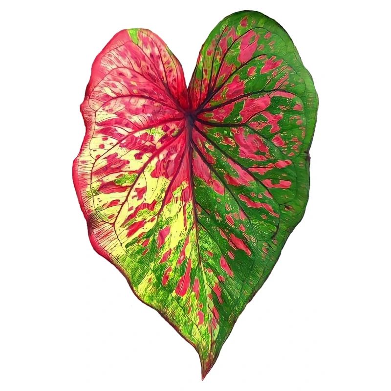 Caladium _ الكلاديوم _ Kaladie