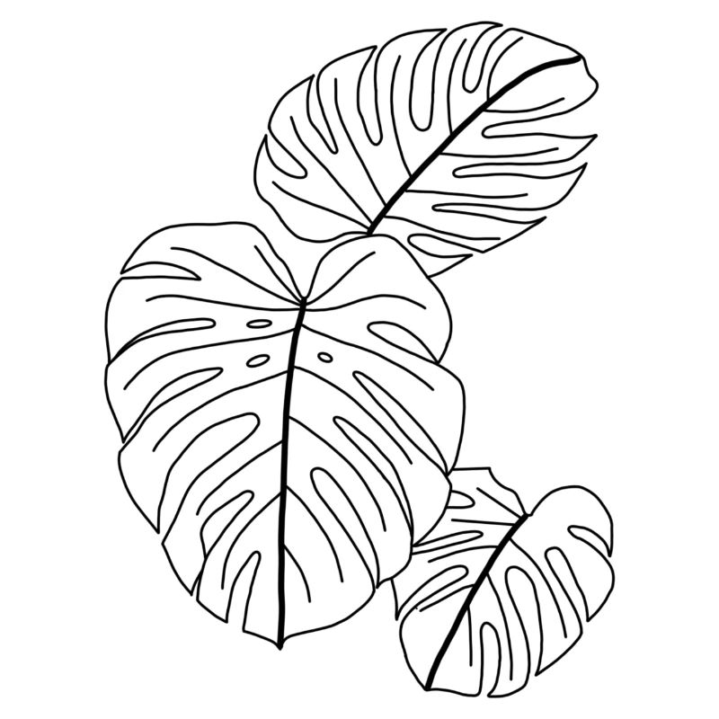 Monstera
