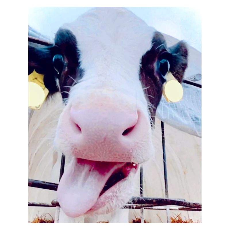 Cow Smile