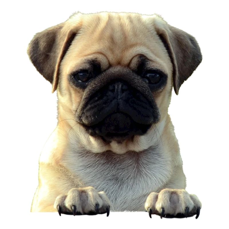 Mops-861141-PNG