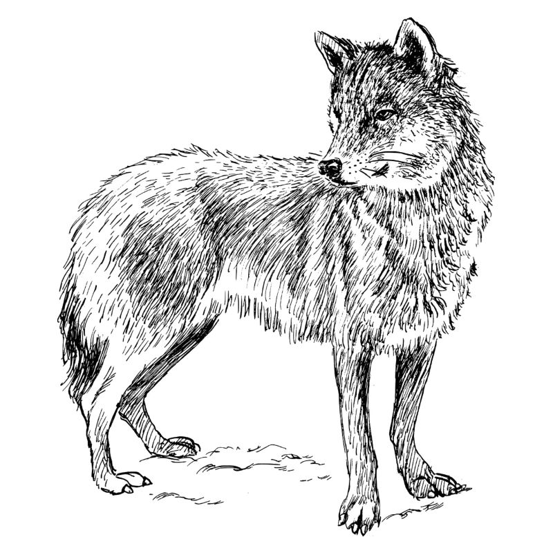 Wolf