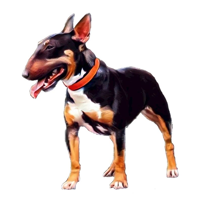 Miniatur Bullterrier