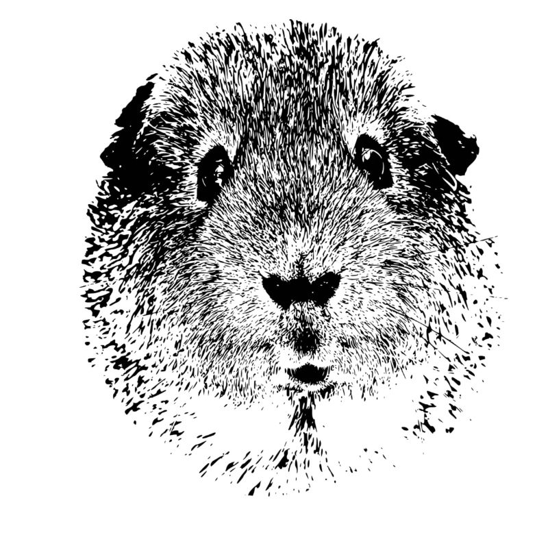 Meerschweinchen