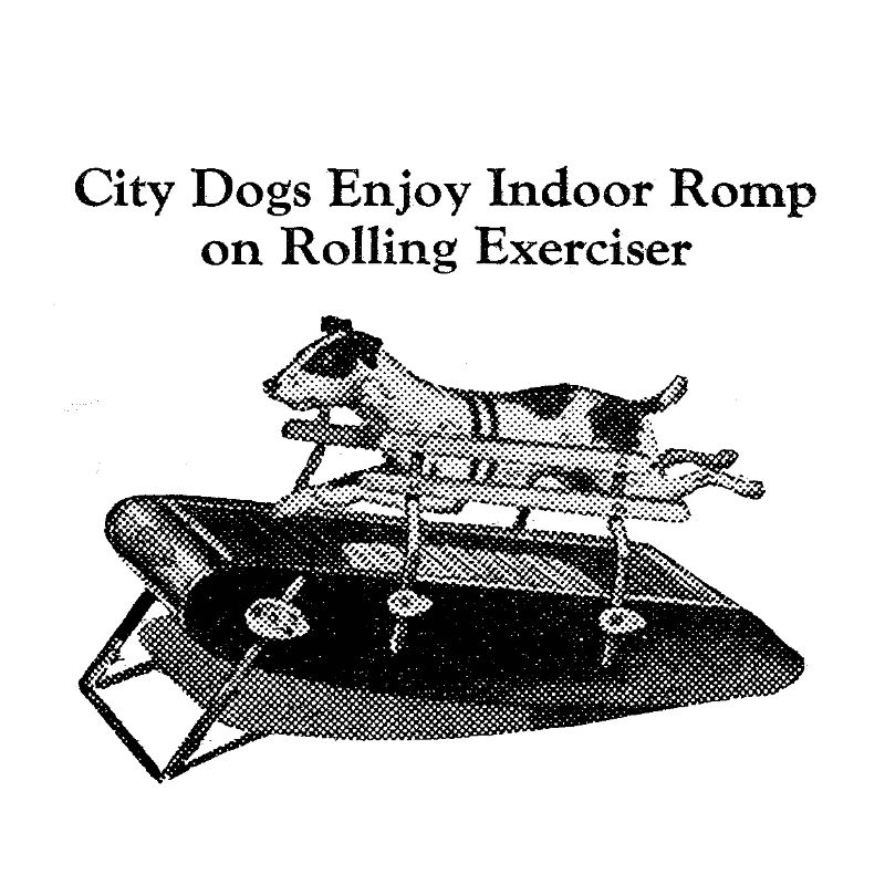 City Dogs Black