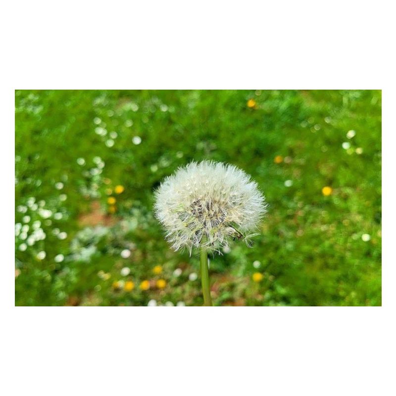 Pusteblume