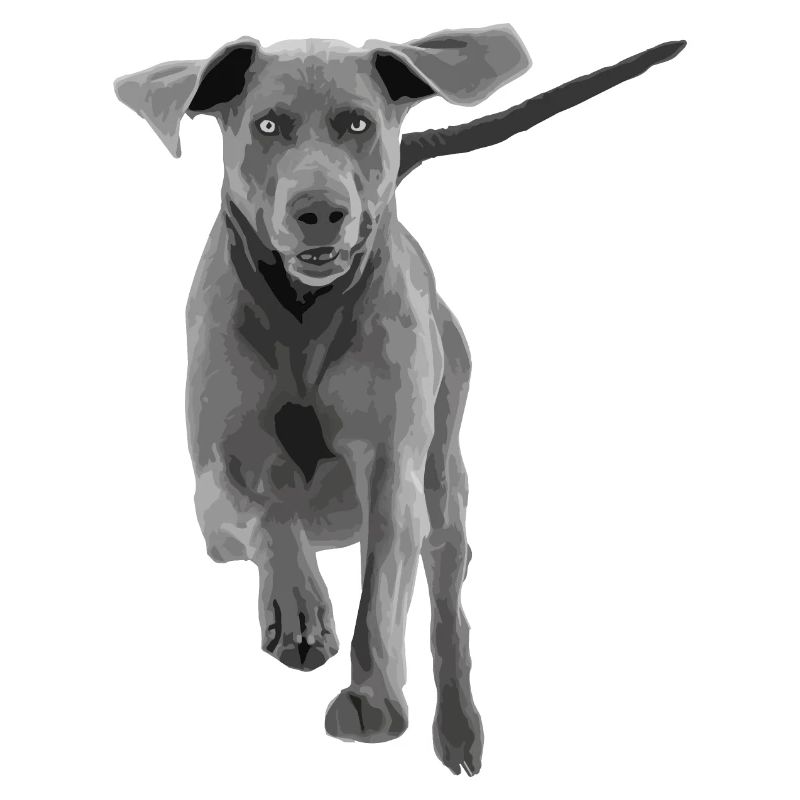 Hund Weimaraner springend