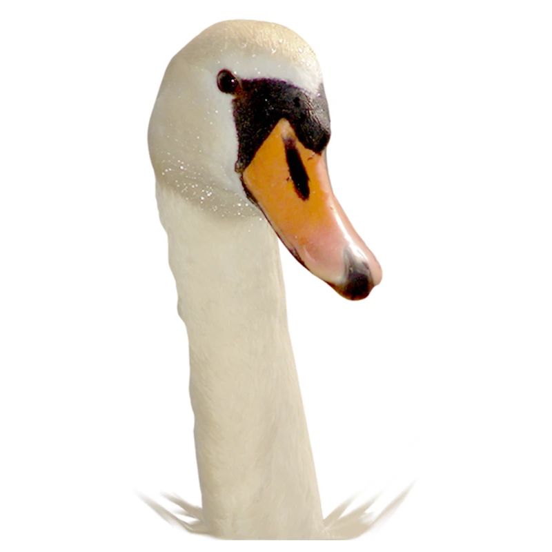 Schwan