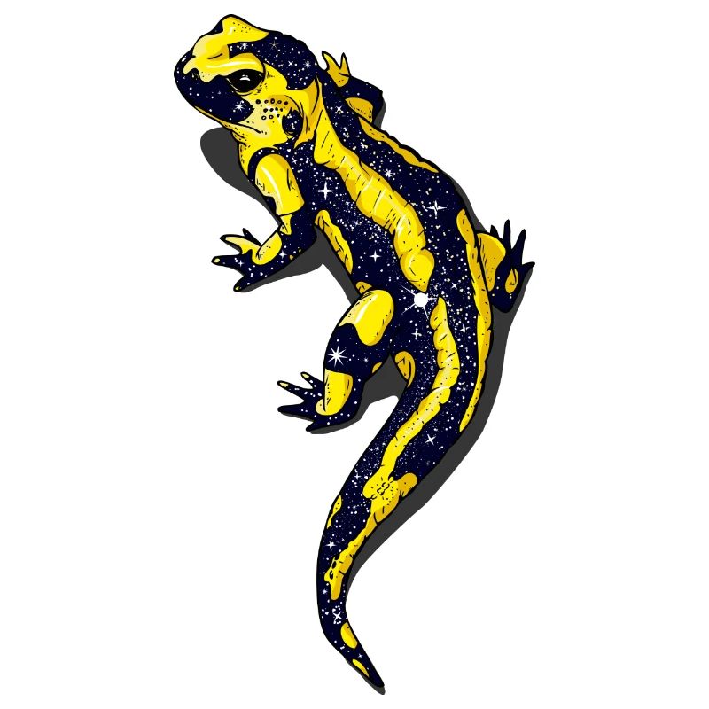 Salamander Nacht