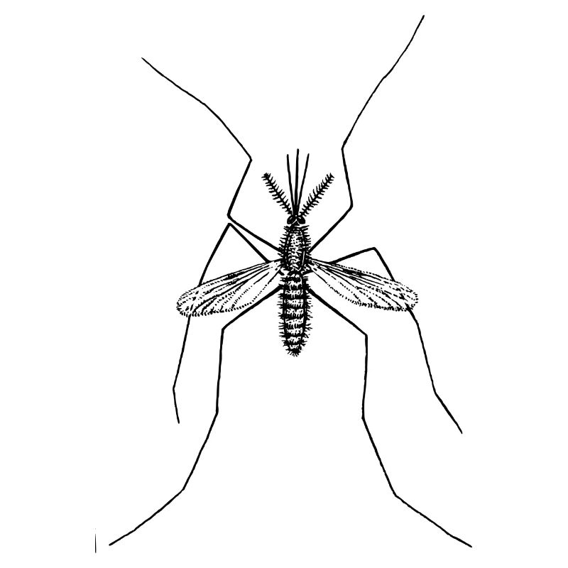 mosqui 17