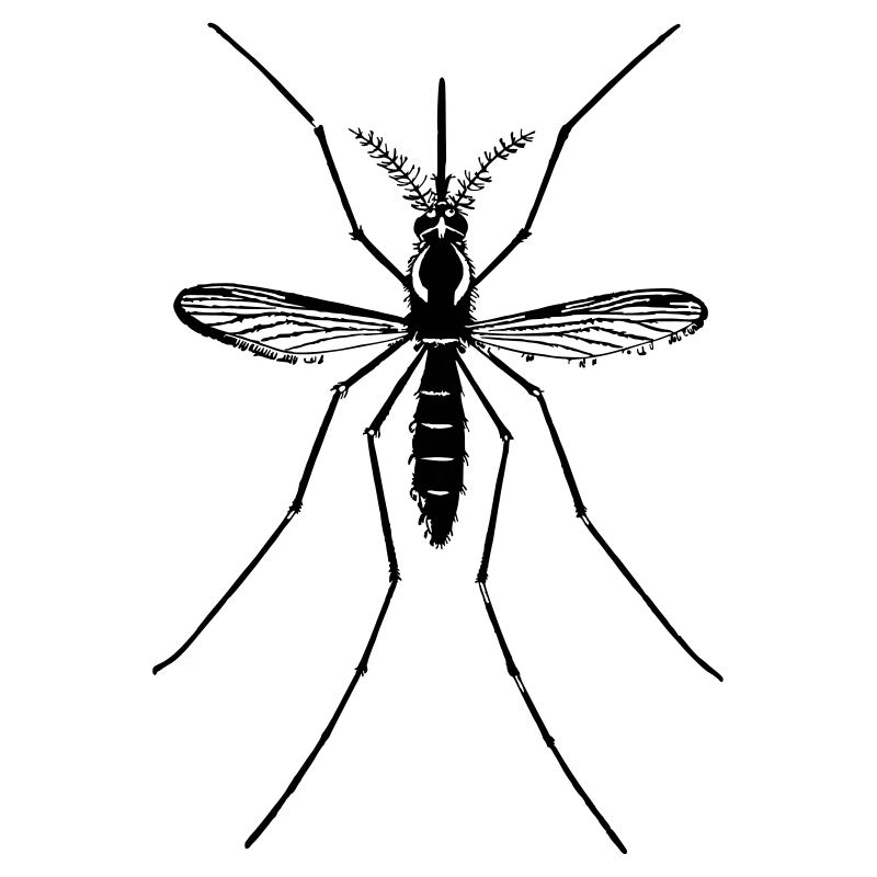 Mosquito mosquito