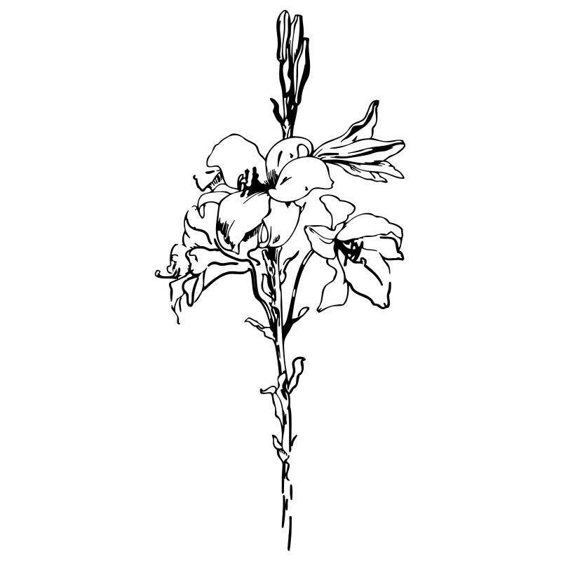 Lilly Flower