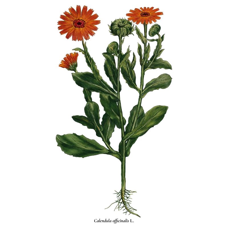 Calendula