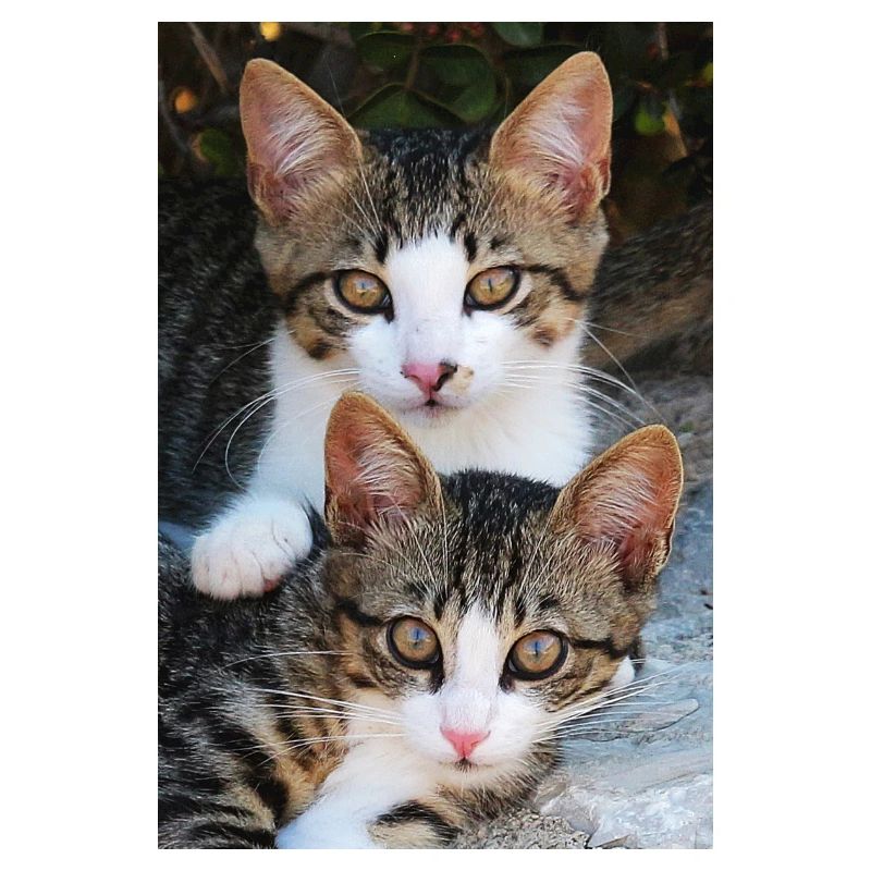 Katzen