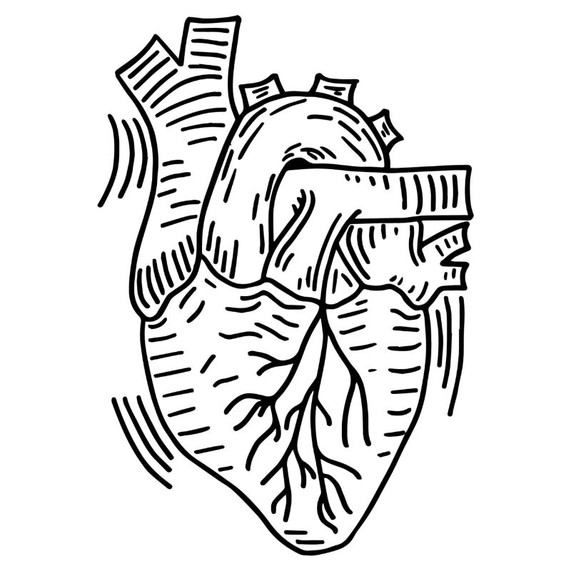 Anatomic Heart