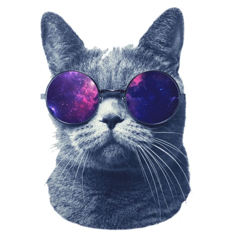 Katze in Brille