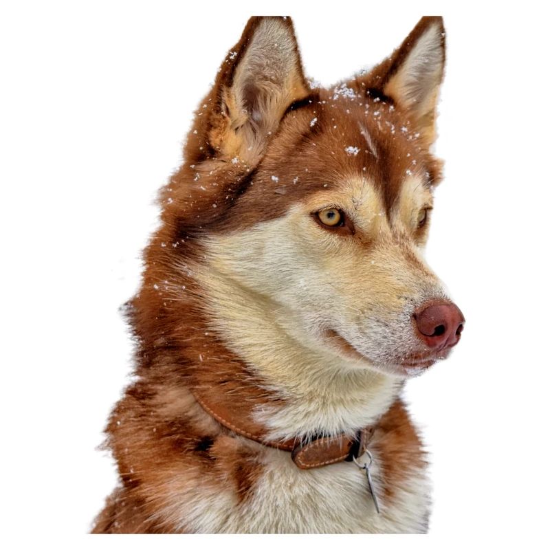 Husky Schneebraun