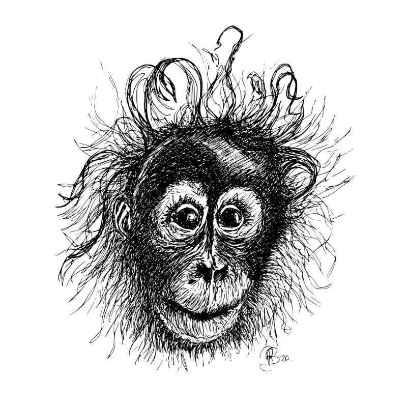Orang-Utan