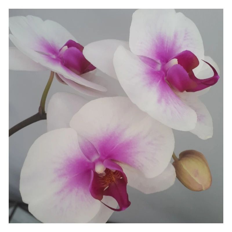 Orchidee