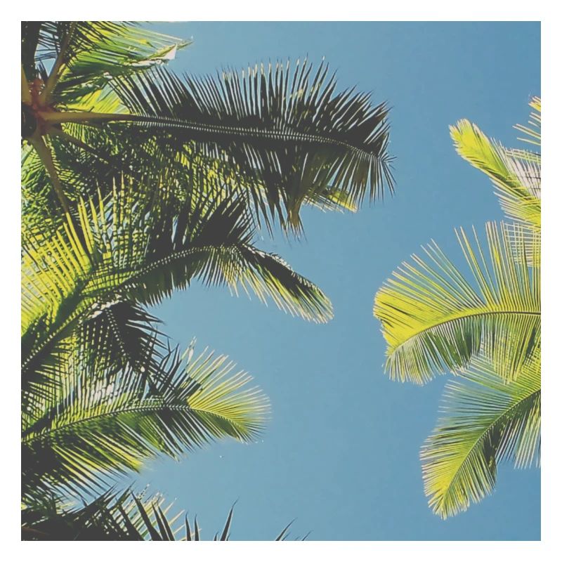 Palmblätter