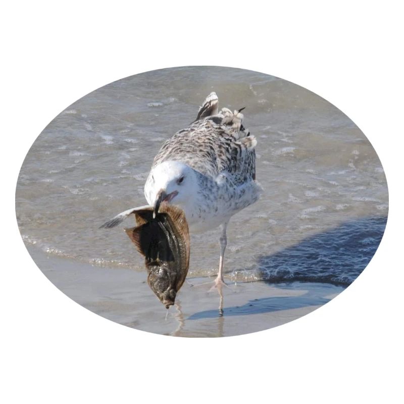 Die Möwe hat ein Leckerbissen - eine Scholle