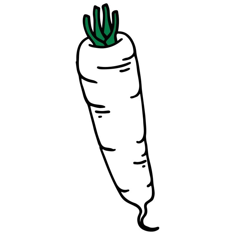 Rettich radish radis