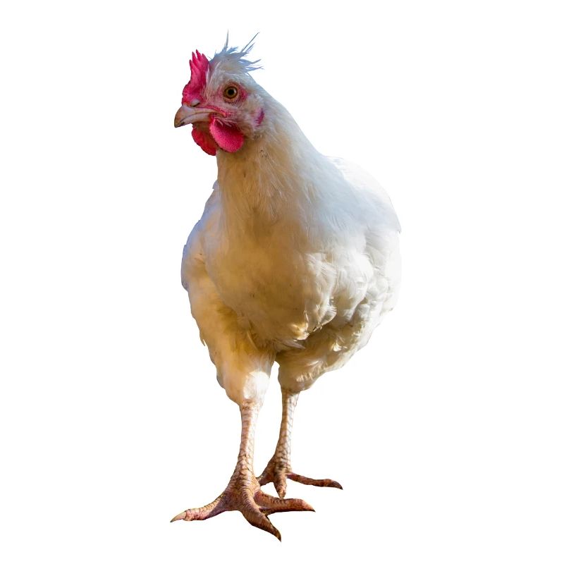 Huhn
