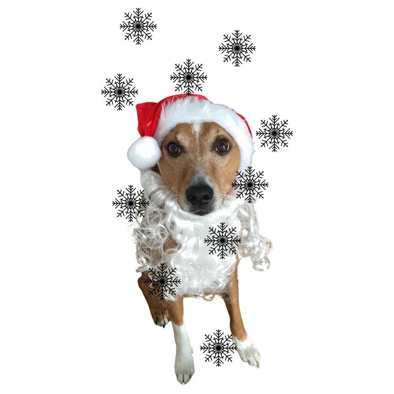 Weihnachts Hund / Schnitzel