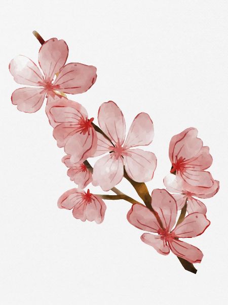 Cherry blossom