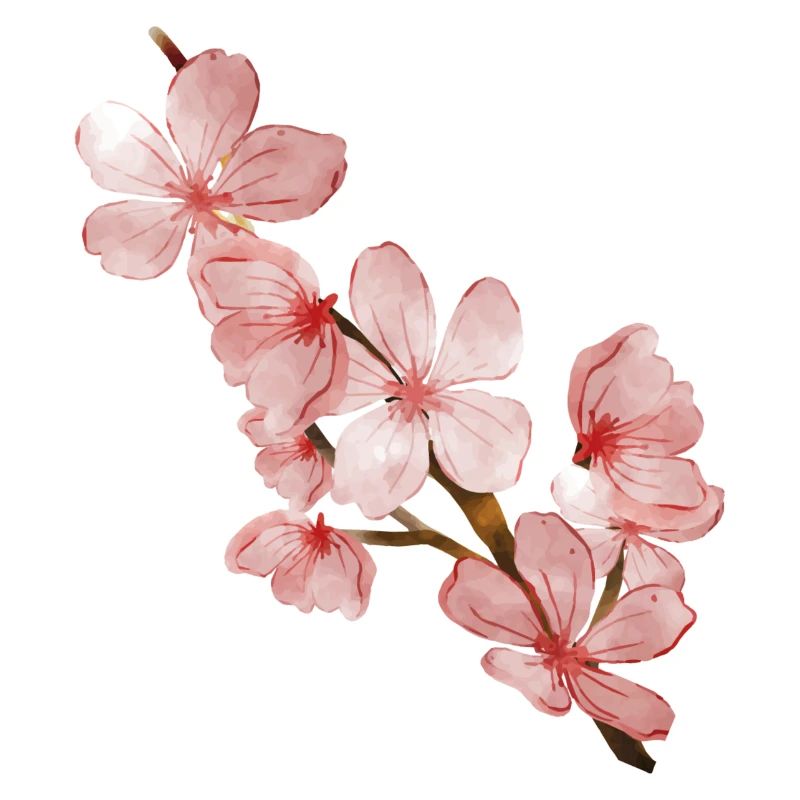 Cherry blossom