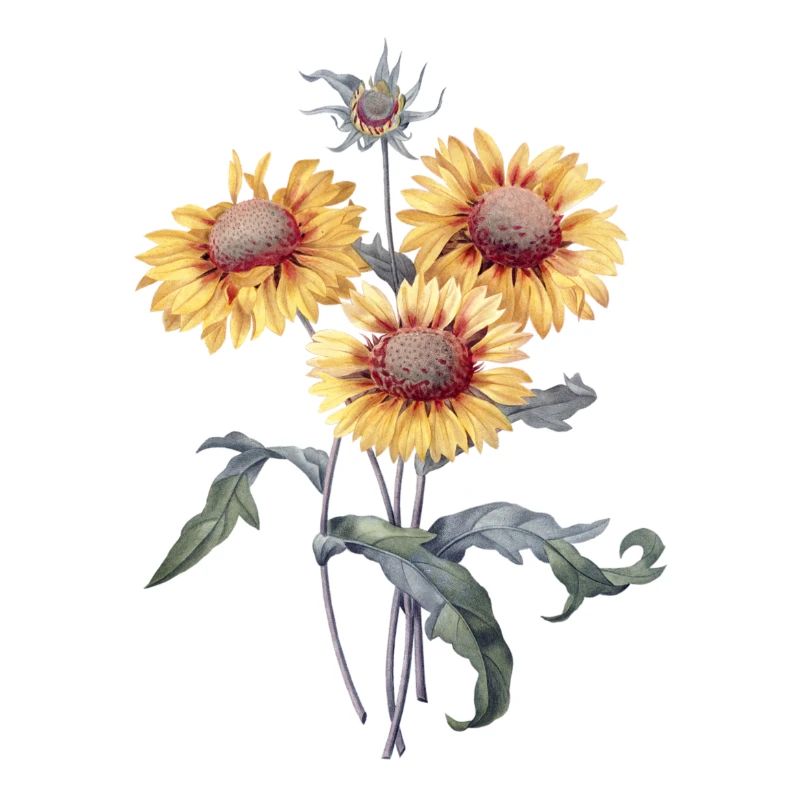 Sonnenblume