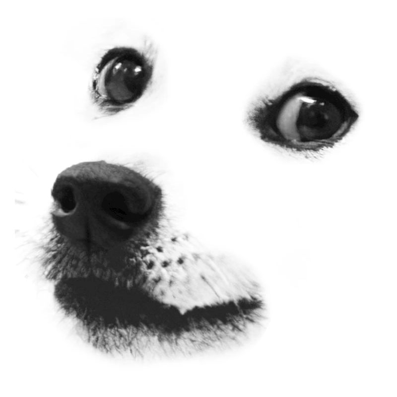 Doge