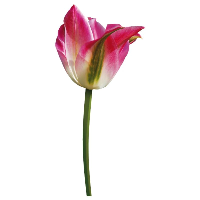 Tulpe im Frühling
