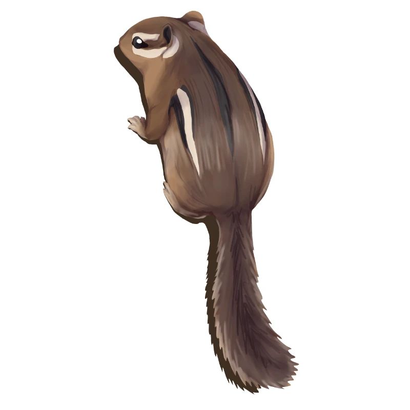 Streifenhörnchen