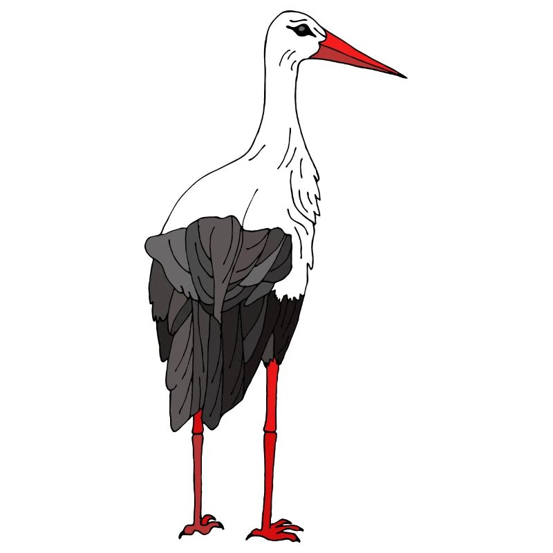 Storch