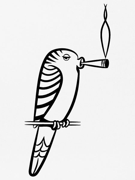 wellenstittich joint kiffen