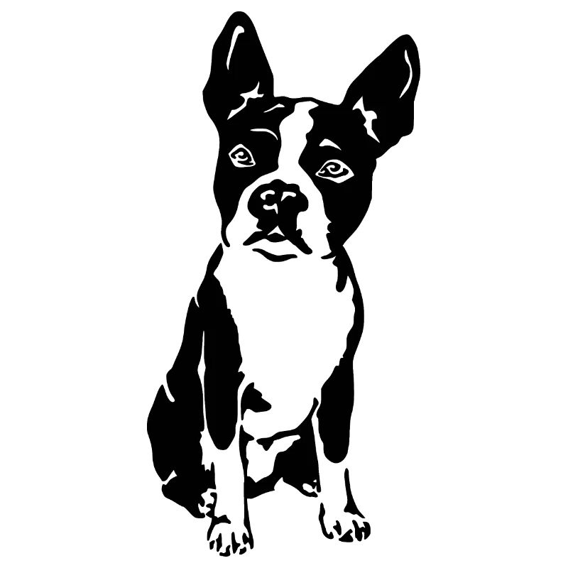 Boston Terrier