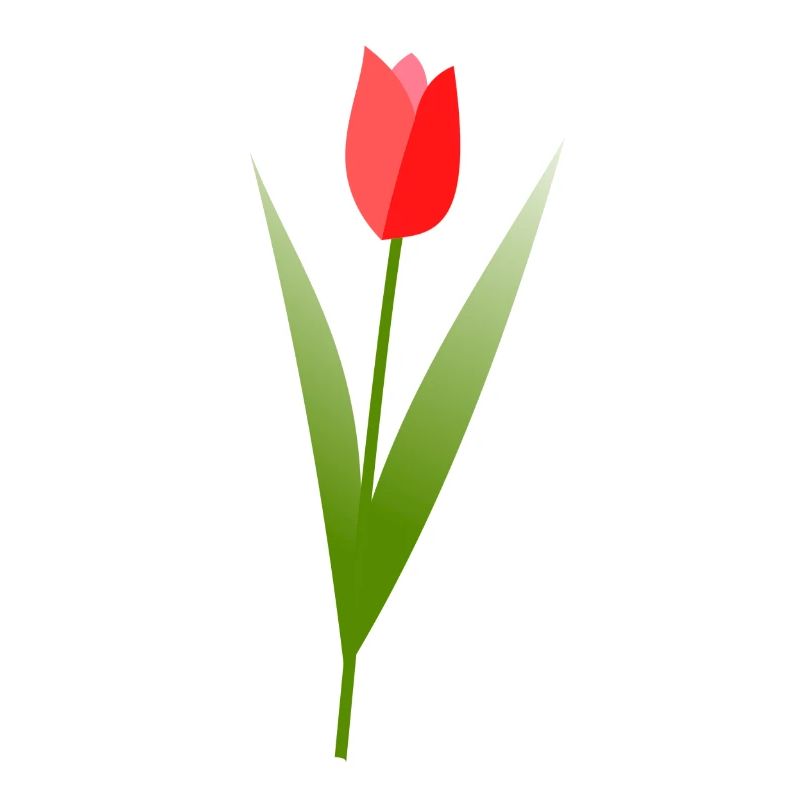 Tulpe