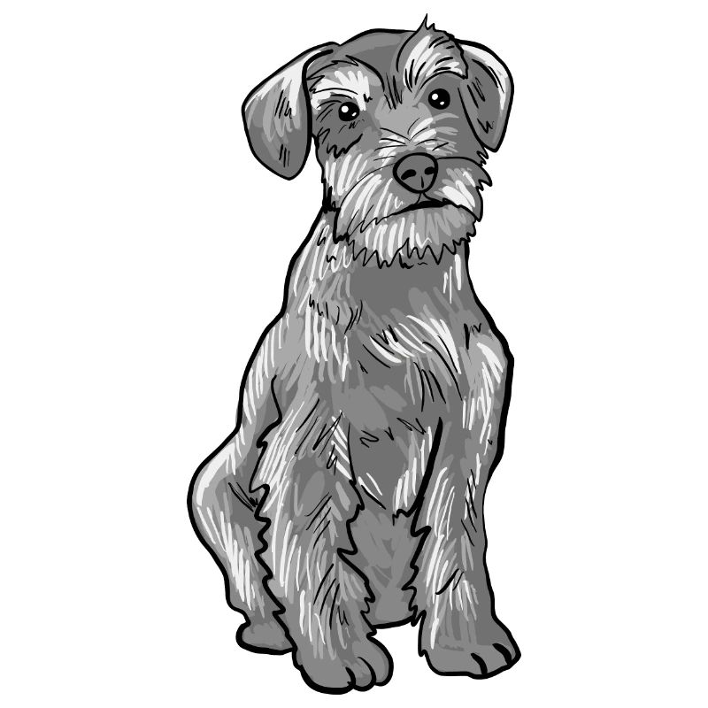 Schnauzer Hund