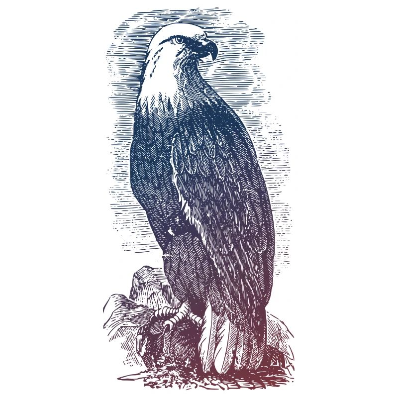 Adler