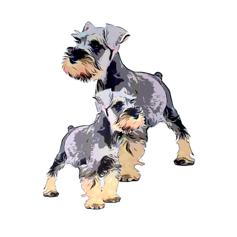 Zwergschnauzer duo