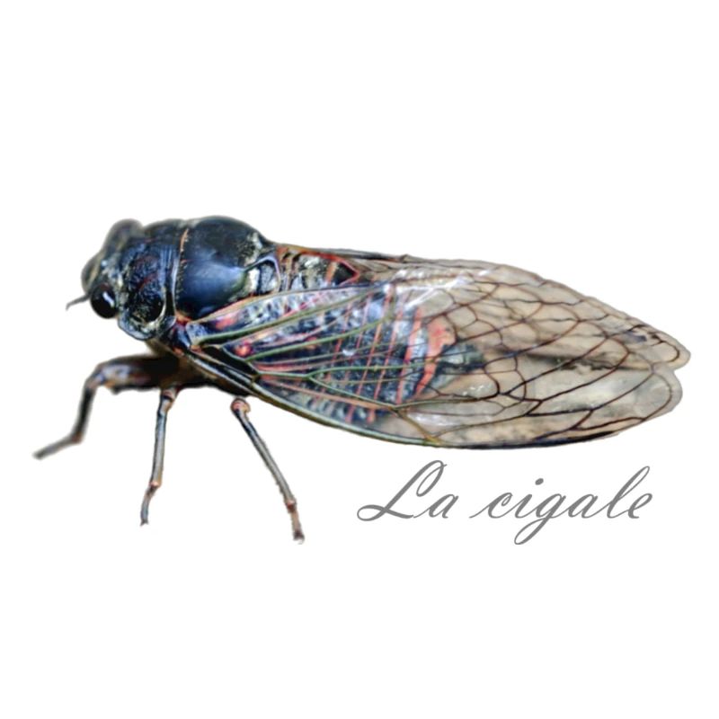 la cigale