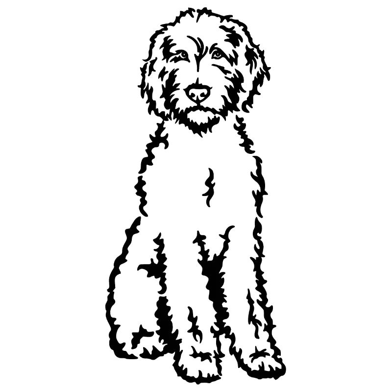Labradoodle