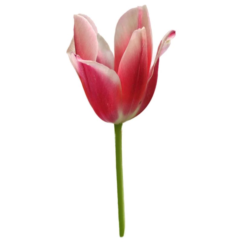pinke Tulpe