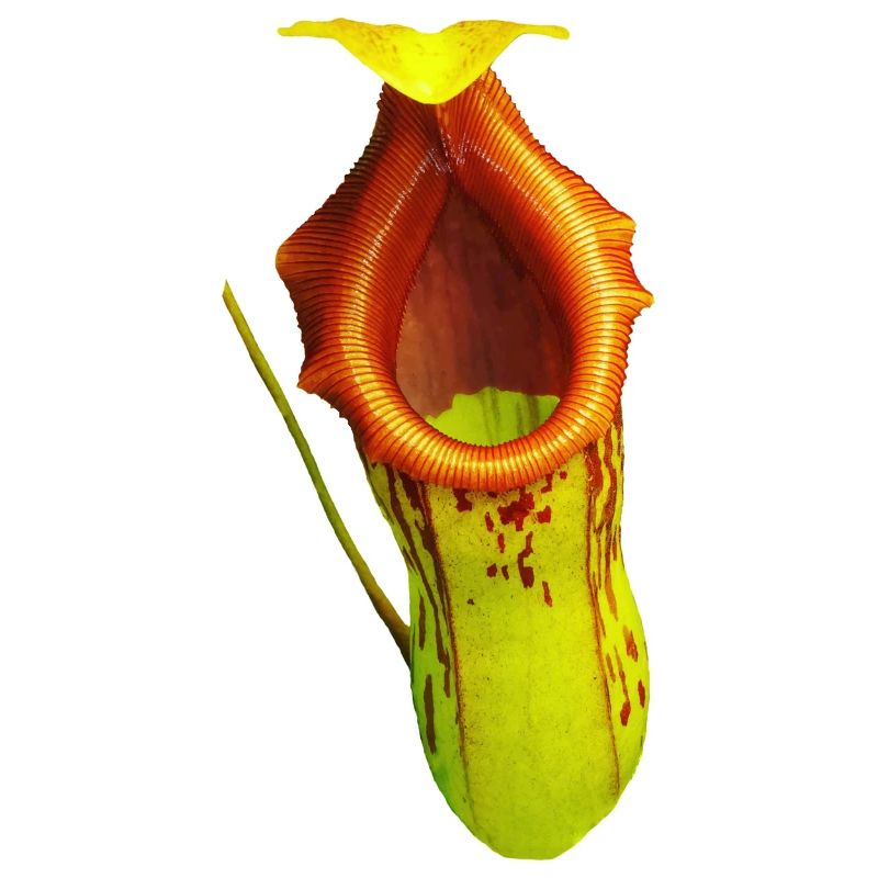 Nepenthes burkei