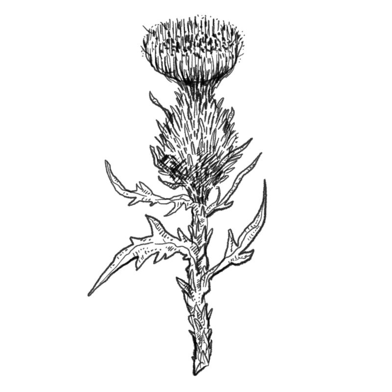 Distel Thistle