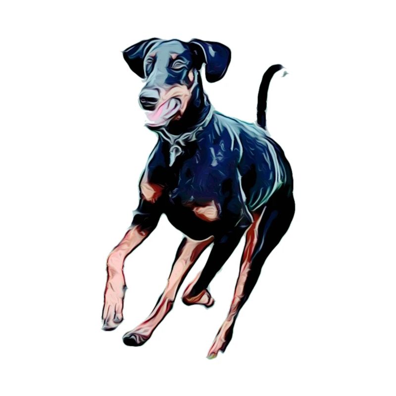 Dobermann
