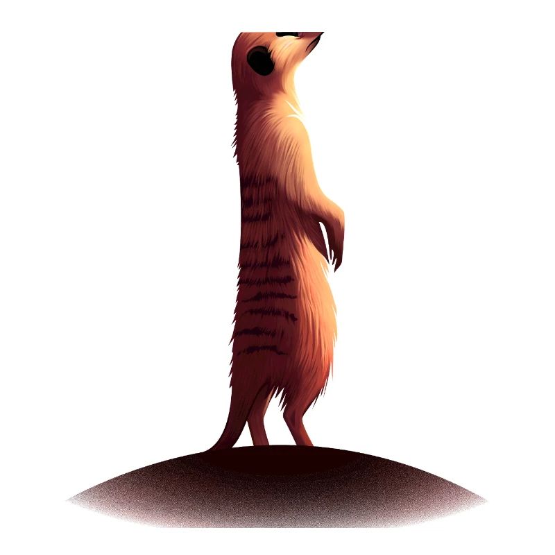 Suricate