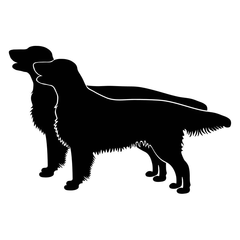 2 Flat Coated Retriever
