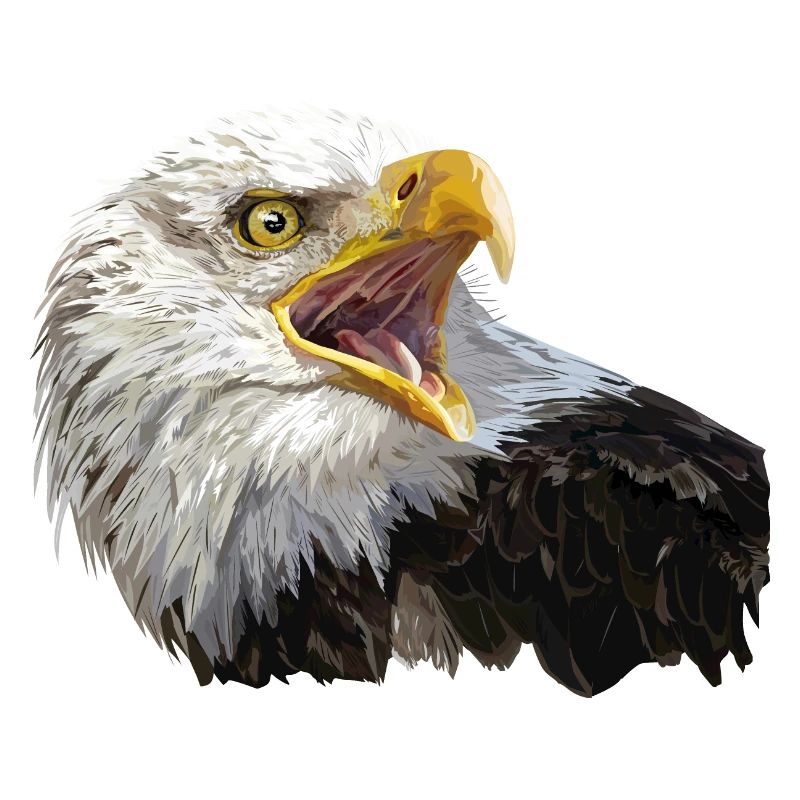 Weißkopfseeadler